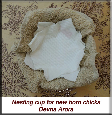 Devna Arora - Nesting cup for nestlings